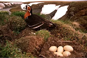 Andrey Zvoznikov: RED-BREASTED GOOSE - at nest in riverbank near