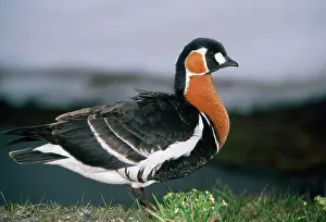 Ruficollis: RED-BREASTED GOOSE - on riverbank