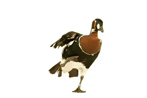 Ruficollis: Red-breasted GOOSE - standing on one leg