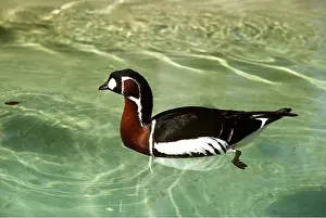 Kenneth Hoyle: RED-BREASTED GOOSE - in water