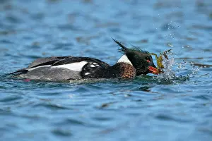 Serrator: Red-breasted Merganser
