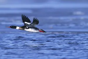 Mergus: Red-breasted Merganser