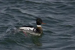 Mergus: Red-Breasted Merganser