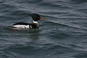 Mergus: Red-Breasted Merganser