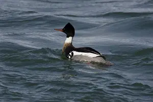 Mergus: Red-Breasted Merganser