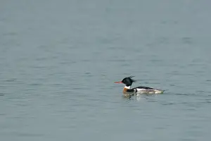 Mergus: Red-breasted Merganser