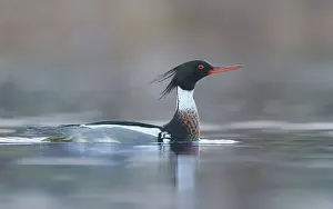 Oever: Red-breasted Merganser