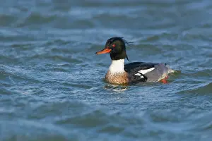 Oever: Red-breasted Merganser