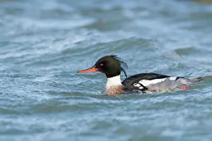 Oever: Red-breasted Merganser