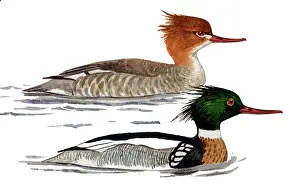 Mergus: Red-breasted Merganser