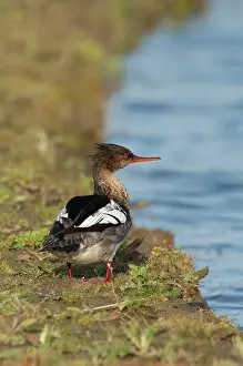Breasted: Red-breasted Merganser