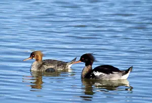Maureen Brown: RED-BREASTED MERGANSER DUCK