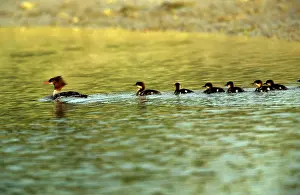 Mergansers: Red-breasted Merganser Duck - with chicks