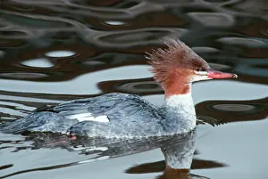 Mergansers: Red-breasted Merganser Duck - Female, Wild