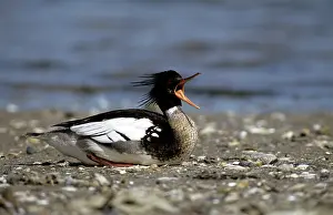 Rival: Red-breasted Merganser Duck - male calling at approaching