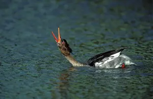 Serrator: Red-breasted MERGANSER DUCK - male calling, beak
