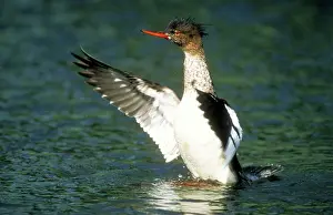 Serrator: Red-breasted MERGANSER DUCK - male with out-stretched