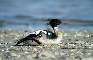 Mergansers: Red-breasted Merganser Duck - male resting on seashore