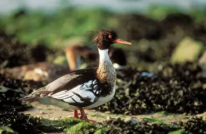 Mergansers: Red-breasted MERGANSER DUCK - male standing on seashore