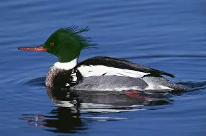 Drake: Red-breasted MERGANSER DUCK - male on water
