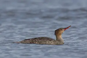 Merganser: Red-breasted Merganser female 11