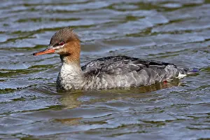 Mergansers: Red-breasted Merganser - Female