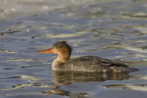 Mergus: Red-breasted Merganser female