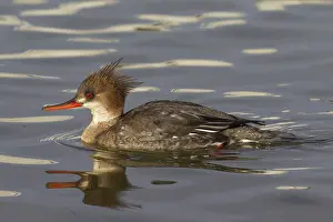 Mergus: Red-breasted Merganser female