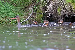 Serrator: Red-breasted Merganser - female with chicks