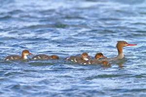 Serrator: Red-breasted Merganser - female with chicks
