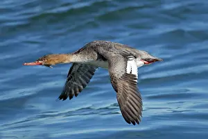 Mergansers: Red-breasted Merganser - female in flight
