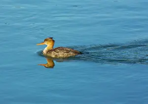 Mergansers: Red-breasted Merganser - female, winter, on the sea
