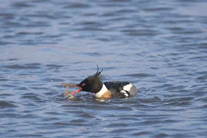Sudurland: Red-breasted Merganser male 23