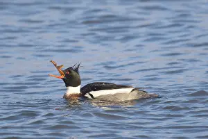 Sudurland: Red-breasted Merganser male 27