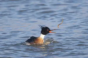 Sudurland: Red-breasted Merganser male 29
