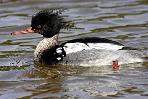 Mergansers: Red-breasted Merganser - male