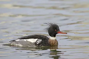 Mergus: Red-breasted Merganser male