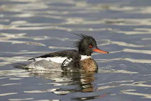Mergus: Red-breasted Merganser male