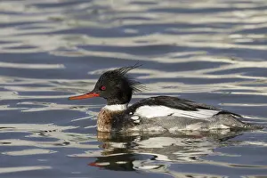 Mergus: Red-breasted Merganser male