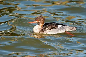 Word: Red-breasted Merganser (Mergus serrator)