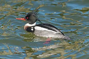 Mergus: Red-breasted Merganser (Mergus serrator)