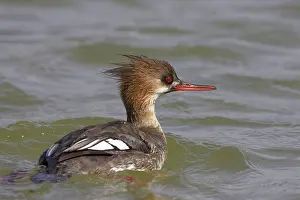 Mergansers: Red-Breasted Merganser - swimming