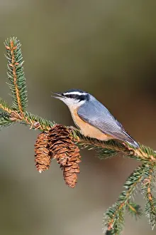 Nuthatches: Red-breasted Nuthatch