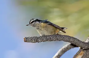 Redbreasted: Red-breasted Nuthatch