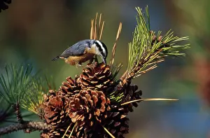 Balsam: Red-breasted nuthatch
