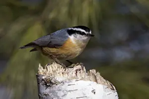 Breast: Red-Breasted Nuthatch