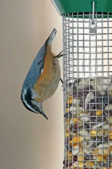 Nuthatches: Red-breasted Nuthatch at bird feeder in winter