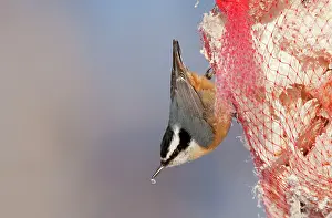 Nuthatches: Red-breasted Nuthatch - eating suet