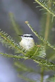 Balsam: Red-Breasted Nuthatch (Sitta canadensis)