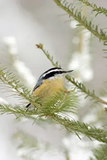 Balsam: Red-Breasted Nuthatch (Sitta canadensis)